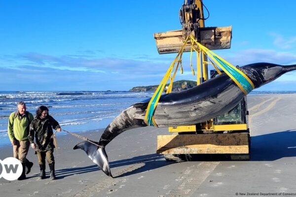 “La ballena más rara del mundo” llega a la costa – DW – 16/07/2024 'World's rarest whale' washes ashore – DW – 07/16/2024