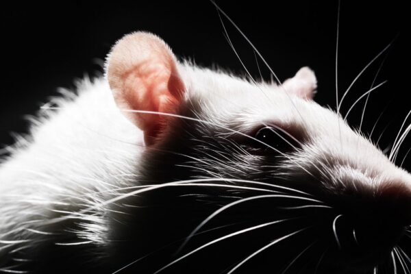 Estos Ratos Aprendieron a Conducir—¡Y Les Encanta! These Rats Learned to Drive—and They Love It