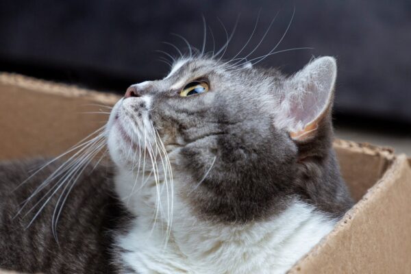 Los científicos han llevado el paradigma del gato de Schrödinger a nuevos límites. Scientists Have Pushed the Schrödinger’s Cat Paradox to New Limits