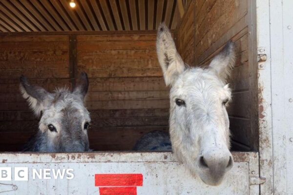 Centro ecuestre alberga a cientos de animales. Equestrian center shelters hundreds of animals