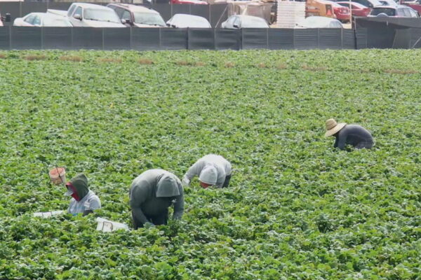 El plan de deportación de Trump genera incertidumbre para los trabajadores agrícolas indocumentados en EE. UU. Trump deportation plan creates uncertainty for undocumented U.S. farm workers