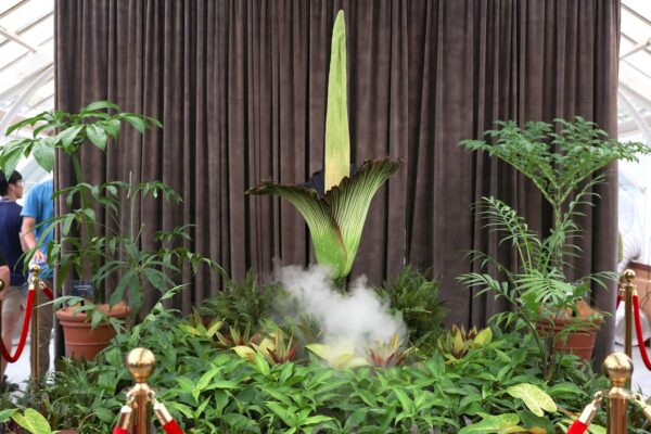 Flor de cadáver: Planta con aroma ‘mortal’ atrae a grandes multitudes por su rara floración en Sydney | Noticias Curiosas A view of a blossoming Bunga Bangkai, nicknamed the 'corpse flower' for its stench, at the Botanic Gardens of Sydney in Sydney, Australia, January 23, 2025. REUTERS/Cordelia Hsu