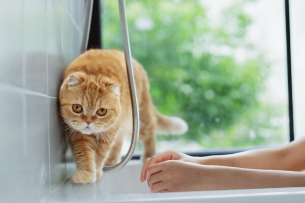 Gato Interrumpe a su Dueño Durante el Baño—La Sorpresa por lo Que Sucede a Continuación cat walking edge of bathtub