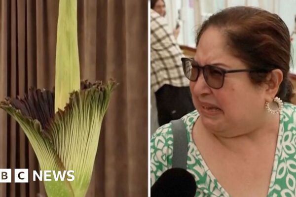Los australianos reaccionan al olor de una planta en flor. Australians react to smell of plant in bloom