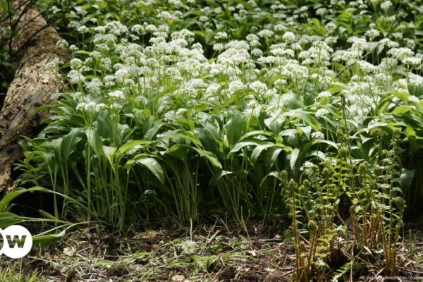 La policía desmantela operación ilícita de ajo silvestre – DW – 02/04/2025 Police sniff out illicit wild garlic operation – DW – 02/04/2025